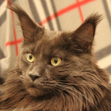 Надежда Смирнова