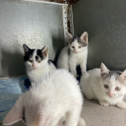 Котята Дома Малютки