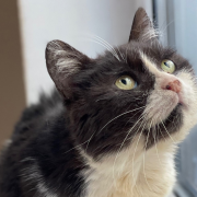 Мистер Кискин