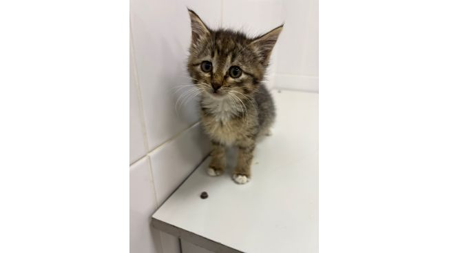 Скай и Кокосик