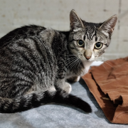 Колокольчик