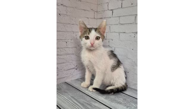 Трио непосед