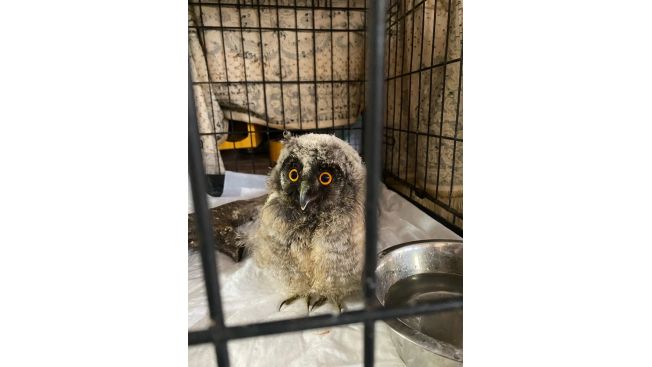 Домашние птицы Берегини