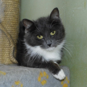 Бьюла Пейдж