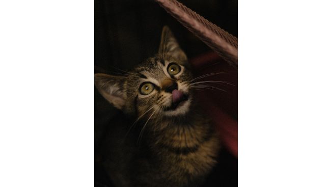 Ямми и компания