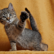 Малышки Красноармейска