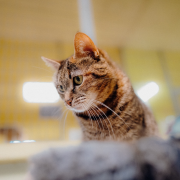 Малефисента