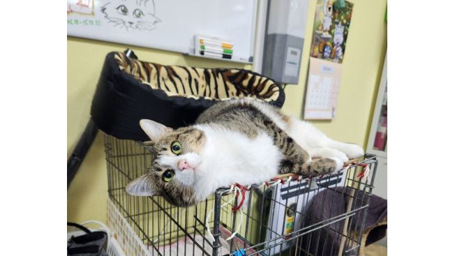 Сергей Михайлыч