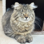 Джек Воробей