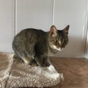 Котя и Аленушка