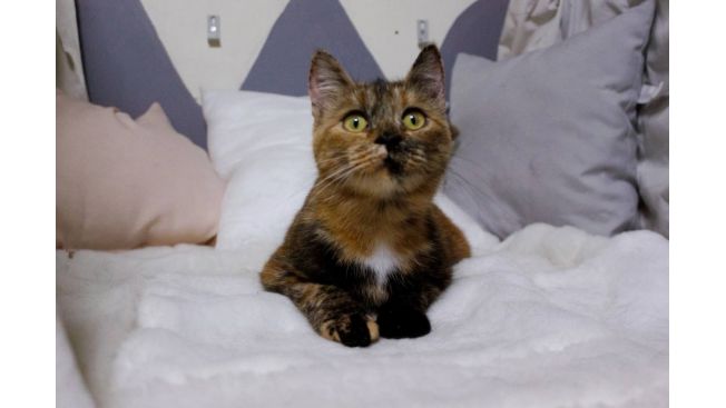 Златовласка