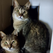 Котя и Аленушка