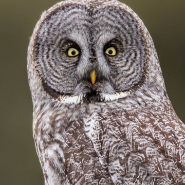 Никита Бычков