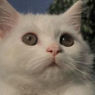 Алина Олейник