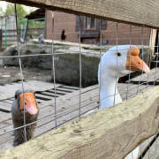 Домашние птицы Берегини