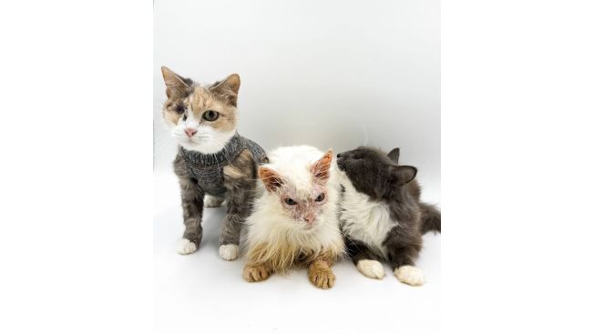 Три надежды "Потеряшки"