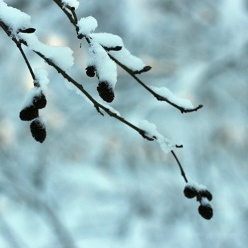 Татьяна Буря