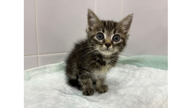 Котята Ворсинки