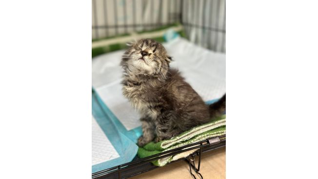 Джек Воробей