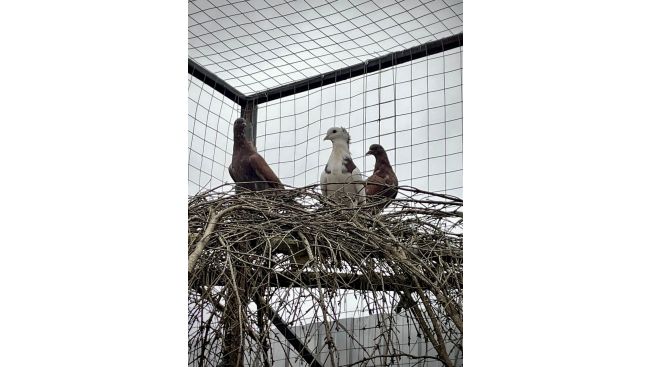 Домашние птицы Берегини