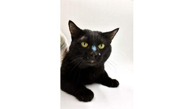 Мэтт Донован