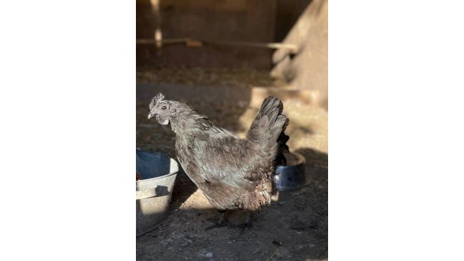 Домашние птицы Берегини