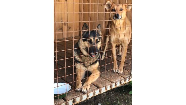 Мухтар и Ласка