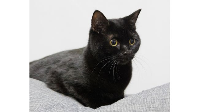 Соня Егорова