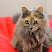 Апельсинка