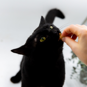 Мэтт Донован