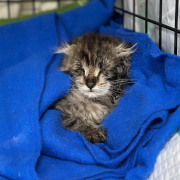 Джек Воробей