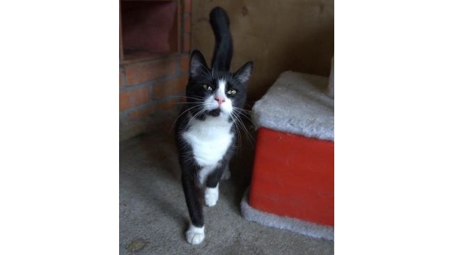 Барабулька