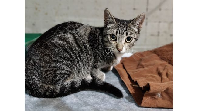 Колокольчик