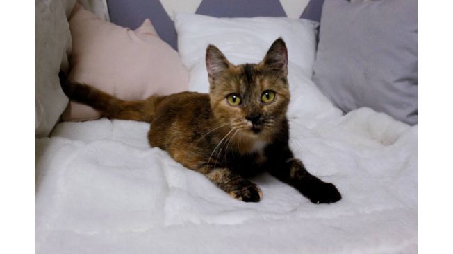 Златовласка