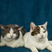 Бася и Сима