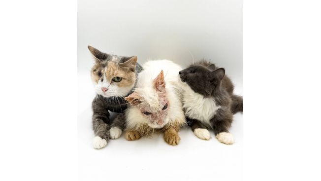 Три надежды "Потеряшки"