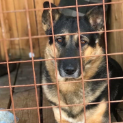 Мухтар и Ласка