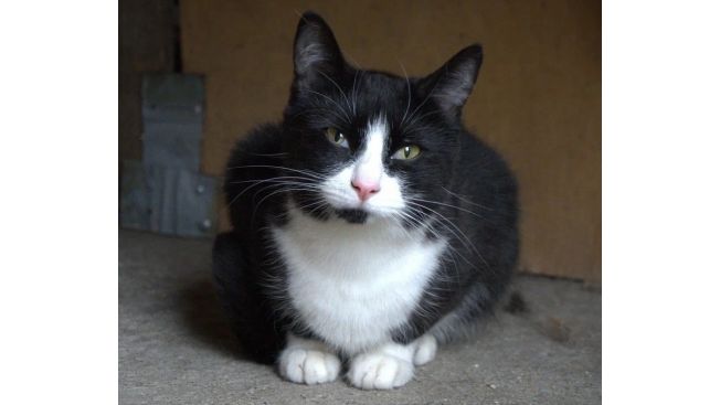 Барабулька