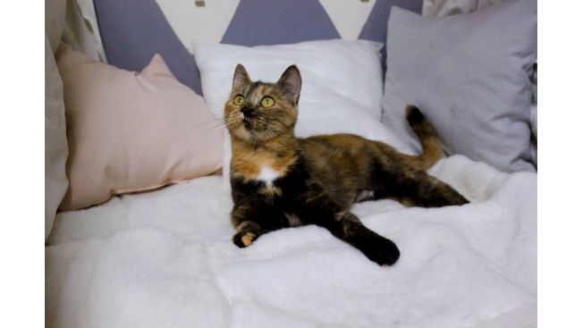 Златовласка