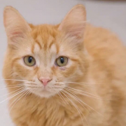 Гном Гномыч