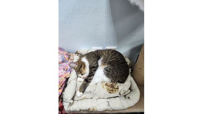 Сергей Михайлыч