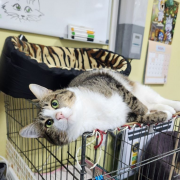 Сергей Михайлыч