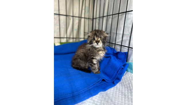 Джек Воробей