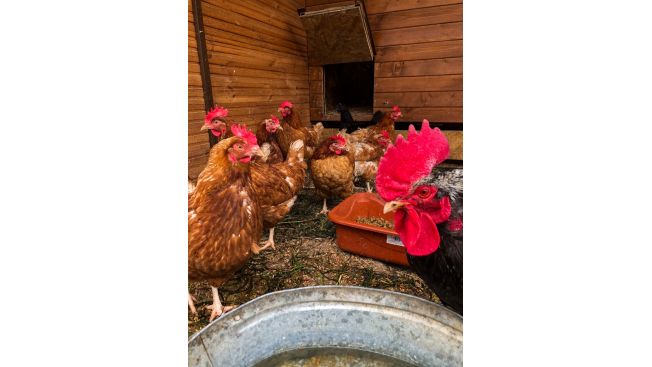 Домашние птицы Берегини