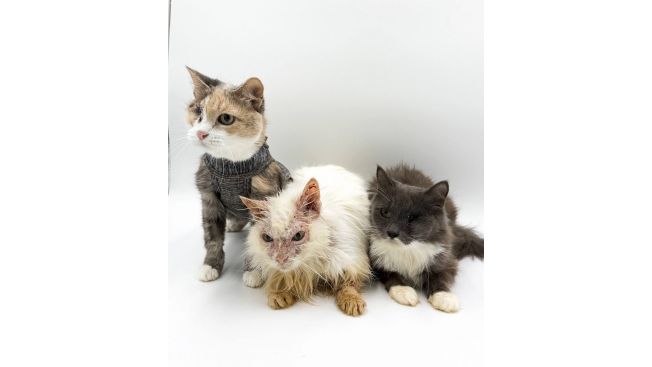 Три надежды "Потеряшки"