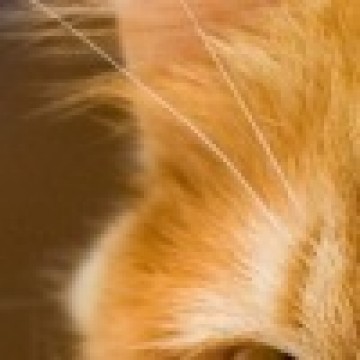 Николай Погорский