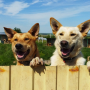 Белка и Мейсон