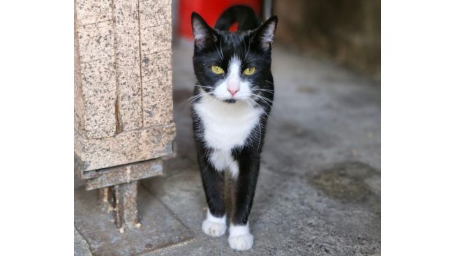 Барабулька