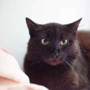 Черноморочка