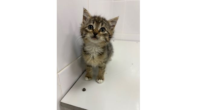 Скай и Кокосик